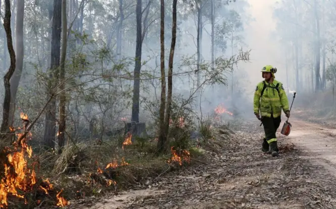 Antisipasi Bencana: Negara Tetangga RI Perkuat Strategi Lawan Kebakaran Hutan dan Lahan