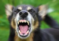 Anjing Mendadak Hiperaktif? Waspadai 6 Ciri Rabies yang Mengancam Jiwa