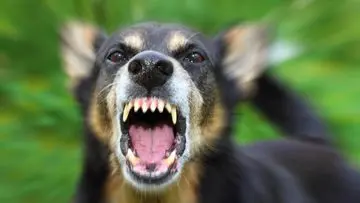 Anjing Mendadak Hiperaktif? Waspadai 6 Ciri Rabies yang Mengancam Jiwa