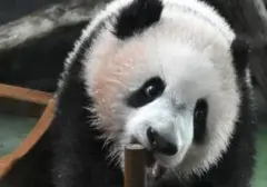 Evolusi Diet Panda Raksasa: Dari Karnivora Menjadi Pemakan Bambu
