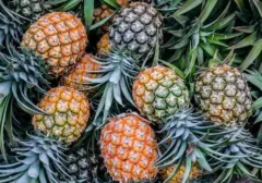 Turunkan Asam Urat dengan 5 Buah Lezat Ini: Solusi Alami untuk Penderita Gout